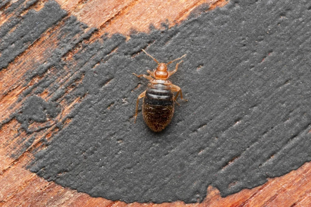 Bed Bugs Can Bite Through Any Material