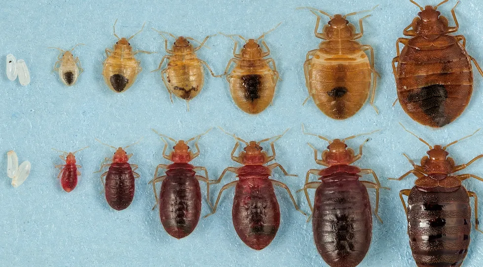 Bed Bugs
