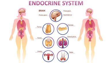 Enhance Your Endocrine System Health