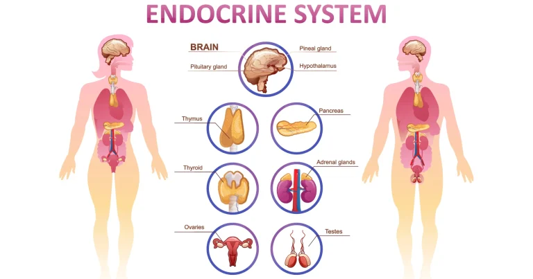Enhance Your Endocrine System Health