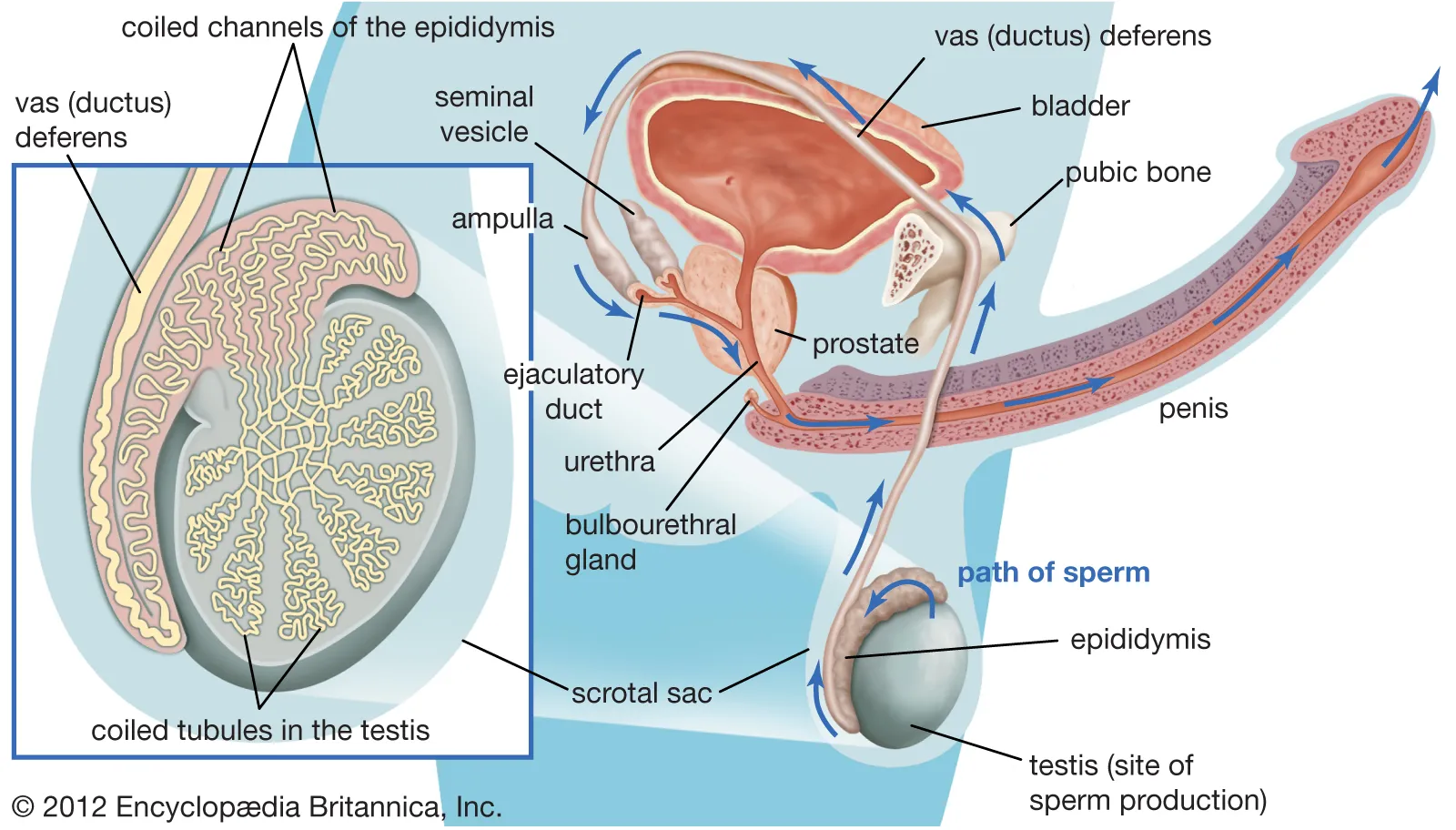 Navigate Male Anatomy