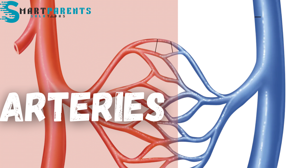 Arteries