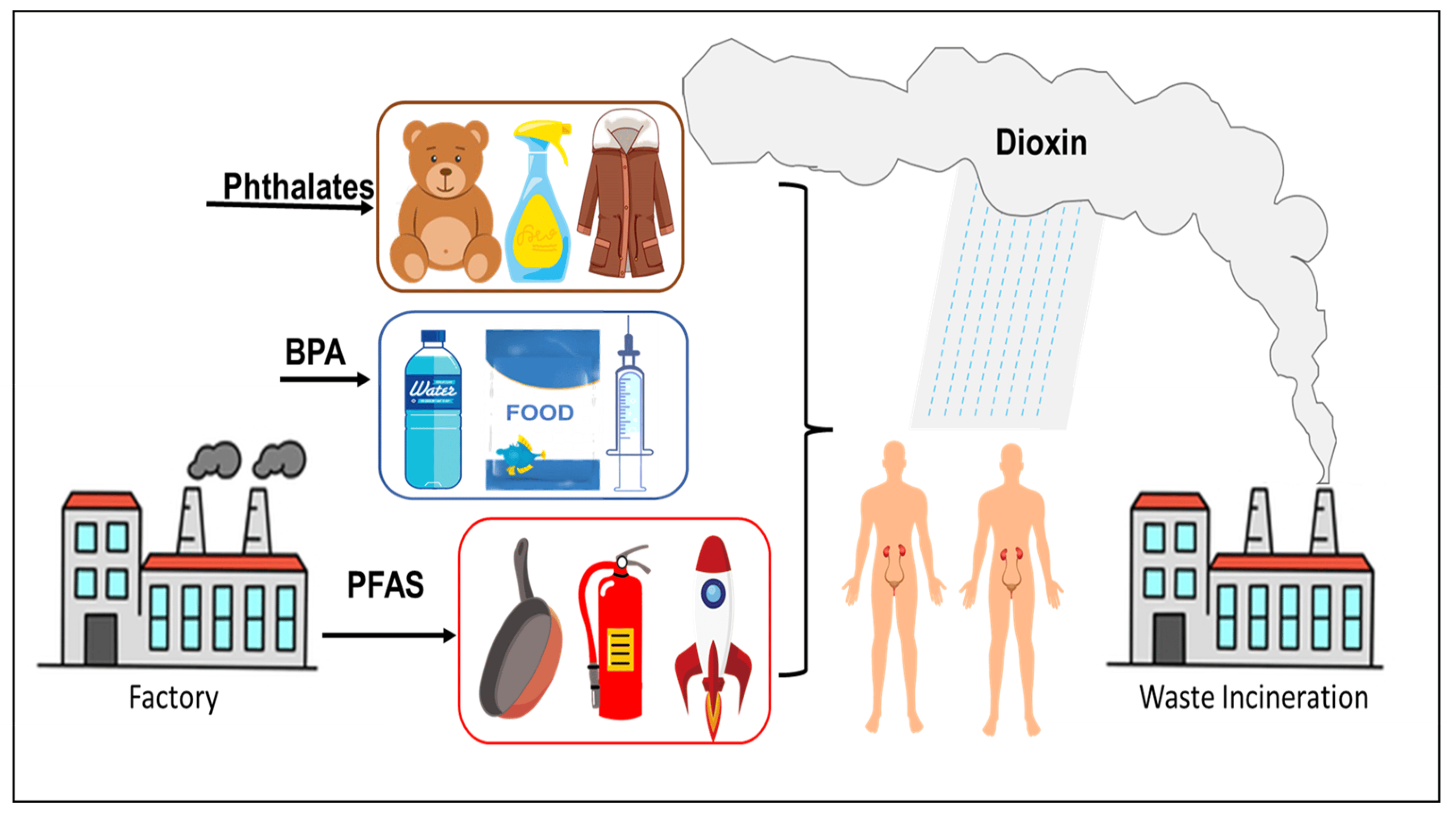  Avoid Toxic Substances Ensuring Endocrine Safety