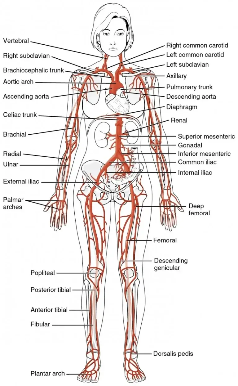 Circulatory system