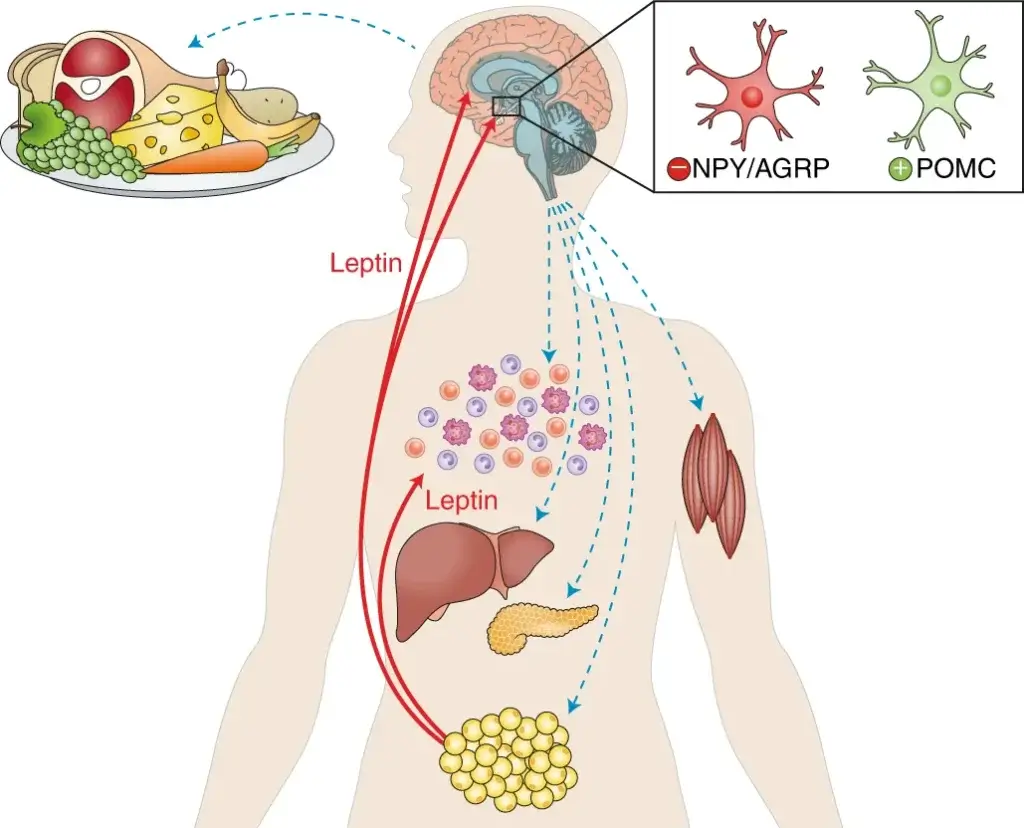 Control of metabolism