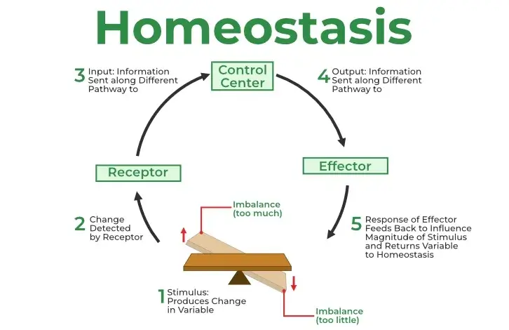 Maintenance of Homeostasis: