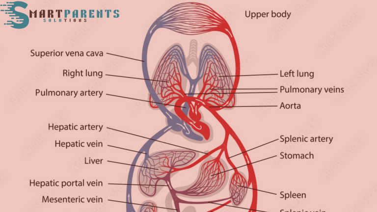 Circulatory System