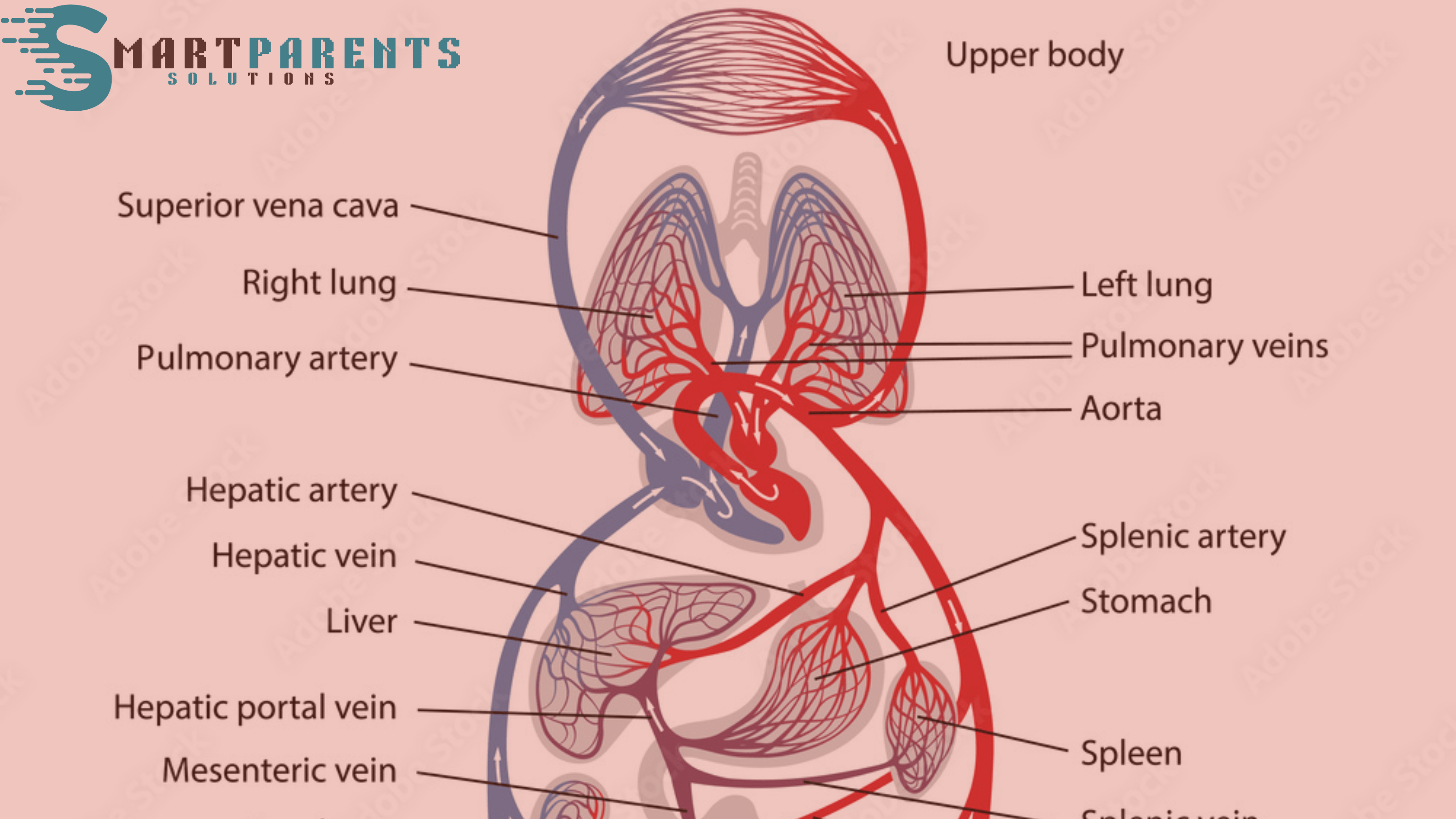 Circulatory System