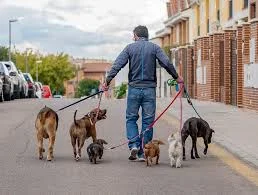 Pet Sitting and Dog Walking