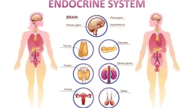 Unlocking the Power of the Endocrine System